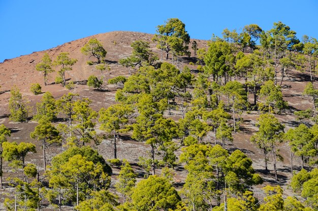 Forest In Teide National Park Tenerife