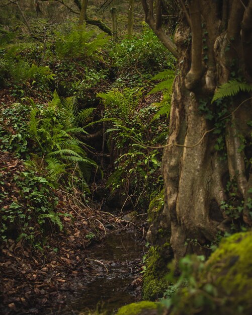 Forest that looks like a fantasy