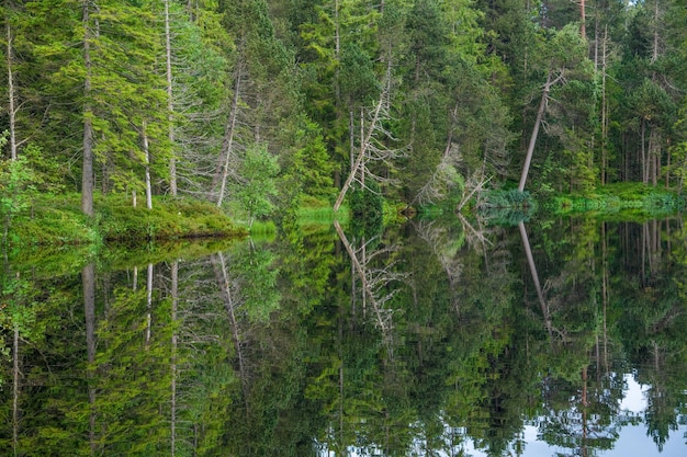 A forest that stands by the water and reflects itself in the water