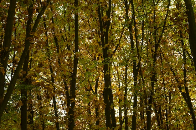 秋の日の森の茂み