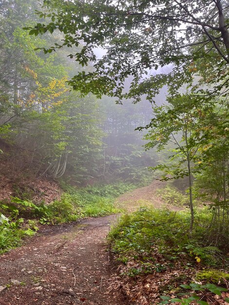 Forest thickets in the fog