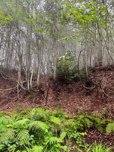 Forest thickets in the fog