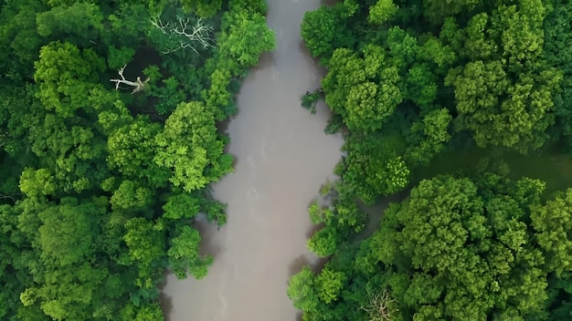 forest top view background