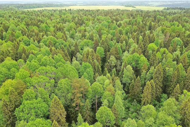 森の上面図、クワッドコプターの空撮と夏の森の風景パノラマビュー