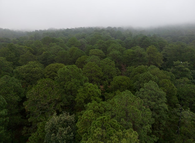 Вид сверху на лес в гористой местности. Естественный текстурный фон