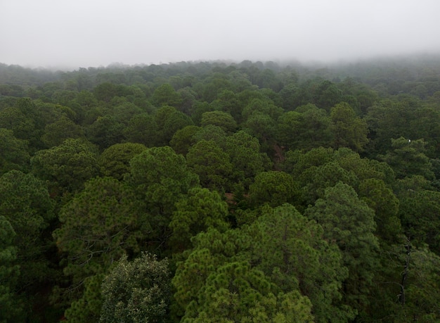 Vista dall'alto della foresta in zona montuosa. sfondo naturale