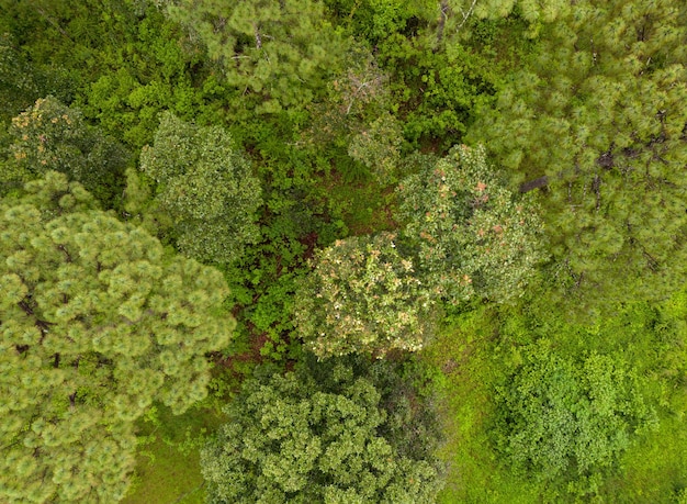 Vista dall'alto della foresta in zona montuosa. sfondo naturale