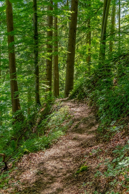 Forest track in Bavaria