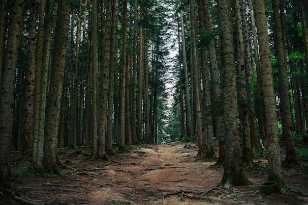 Premium Photo | Forest track. It can be used as a background