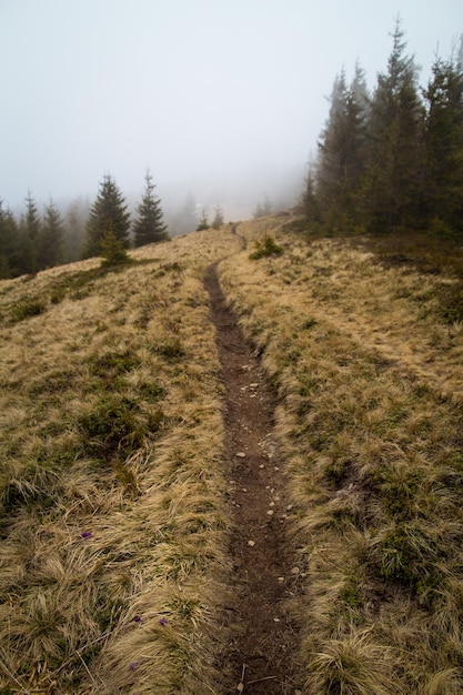 Forest trail across Dragobrat mountain landscape photo