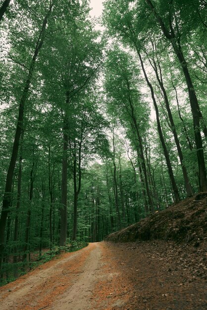 Forest trail in the country Offroad path in the woods