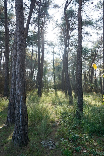 Forest trail scene. Woodland path