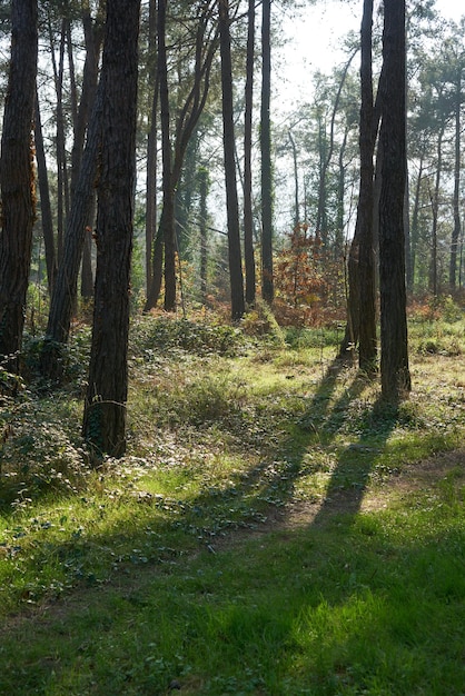 Forest trail scene. Woodland path