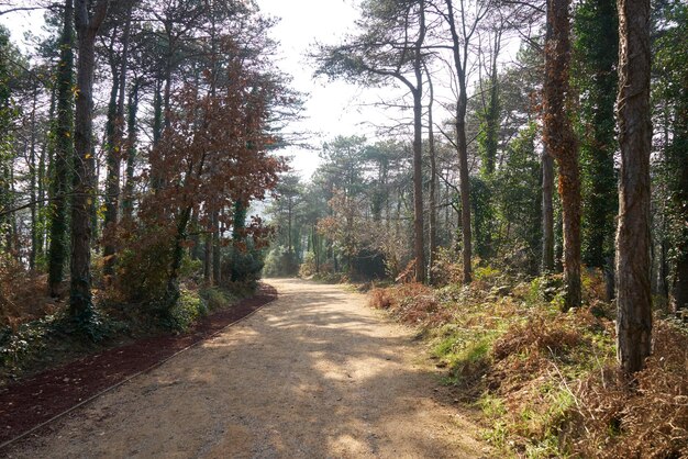 Forest trail scene. woodland path