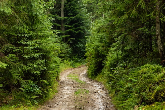 Vista del sentiero nel bosco foresta di abeti paesaggio forestale