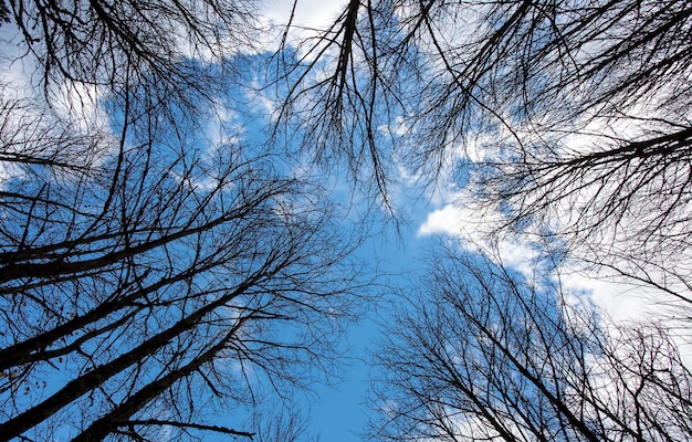 Foto nei rami degli alberi della foresta che si estendono verso il cielo