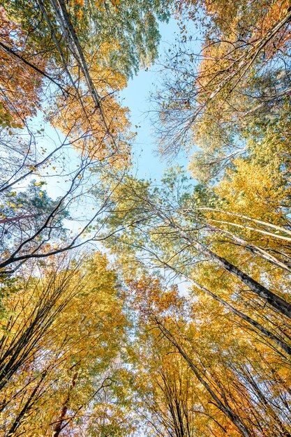 Лесное дерево. сухие листья