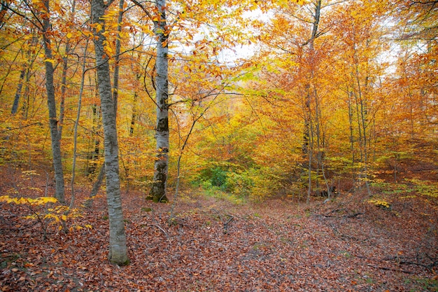 秋の森の木