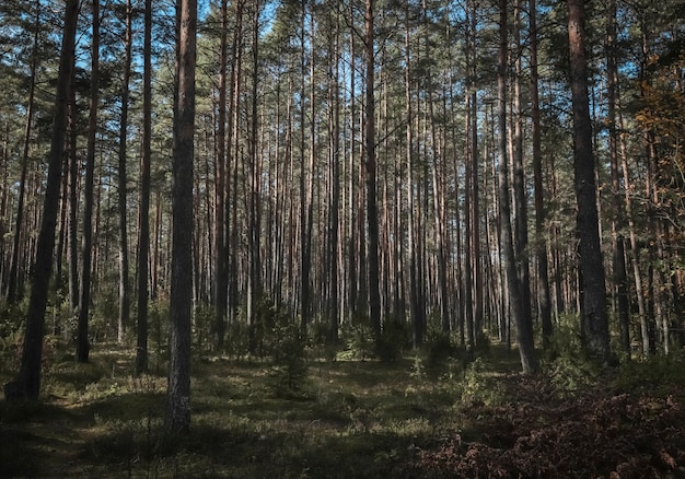 Forest tree trunks of pine woods coniferous landscape