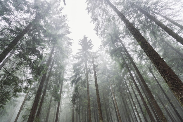 Forest trees against Misty sky