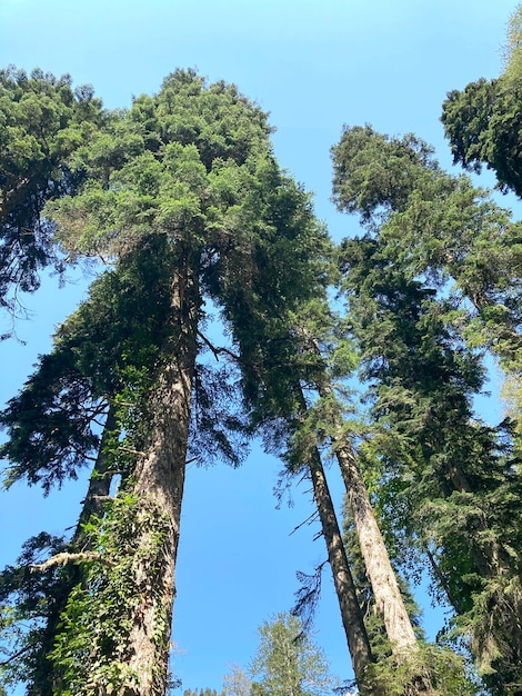 Forest trees aim at the sky mobile photography