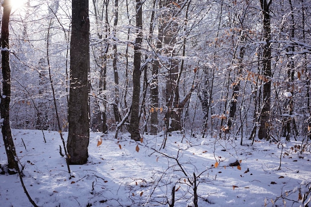 In the forest the trees are covered with snow