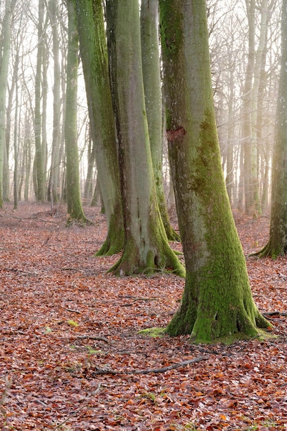 Forest trees in autumn with dry leaves on the ground low angle\
landscape of tree trunks in a woodland during the fall season old\
tree bark covered in moss or lichen in nature environment