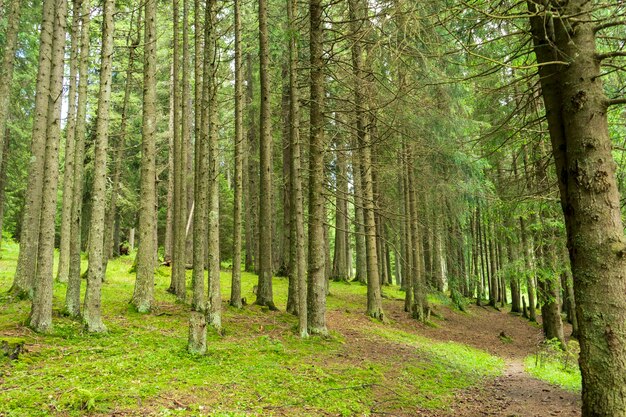 Forest trees in Bucegi mountains,  Romania,  Beautiful spring day