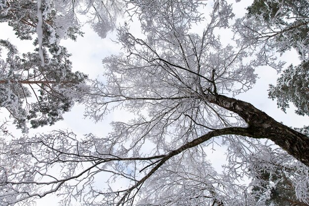 Foto alberi della foresta coperti di neve vista dal basso