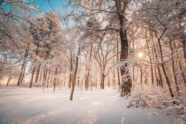 凍るような夜に雪に覆われた森の木々。美しい冬のパノラマ、自然の風景