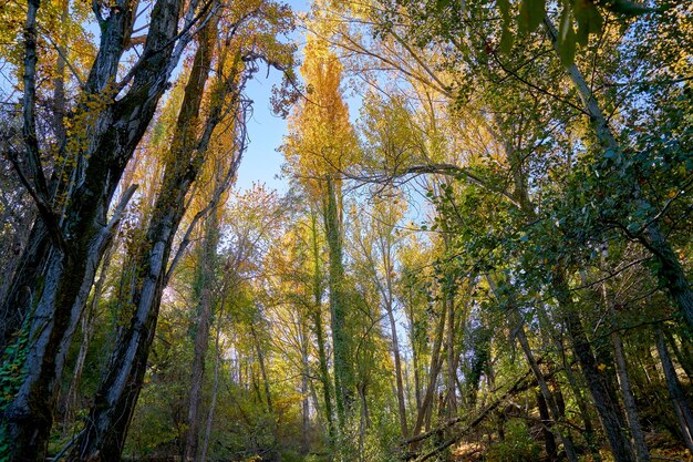 Forest trees in early fall