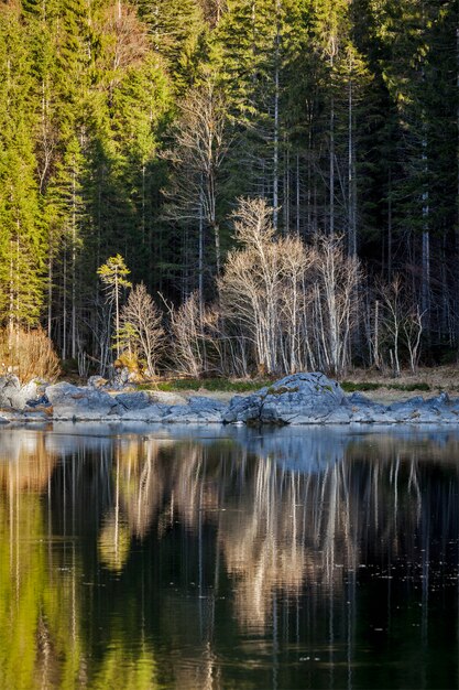 Forest trees on Frillensee (small lake near Eibsee), Germany