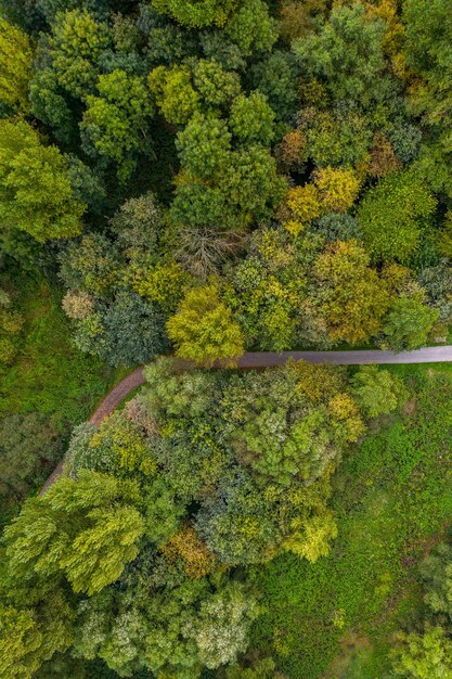 Фото Лесные деревья с высоты, сфотографированные дроном