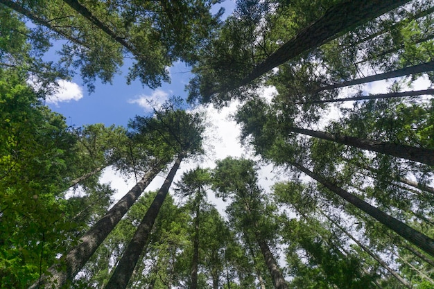 Forest trees from below looking up to canopy