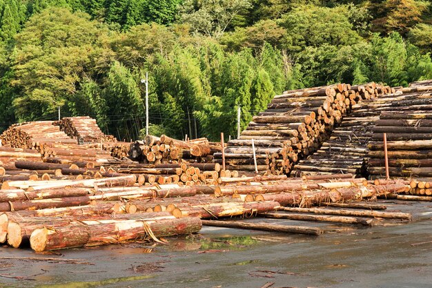 Forest trees log