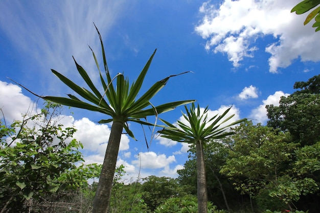 Forest trees look very interesting.