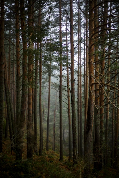 Forest trees. Mountain pine forest with natural green fog. vertical picture