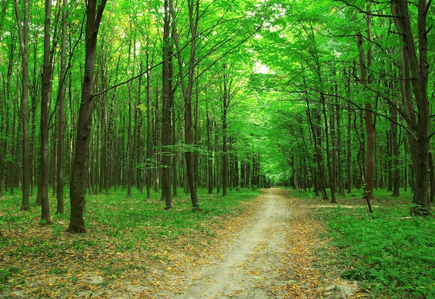 Forest trees nature green wood backgrounds