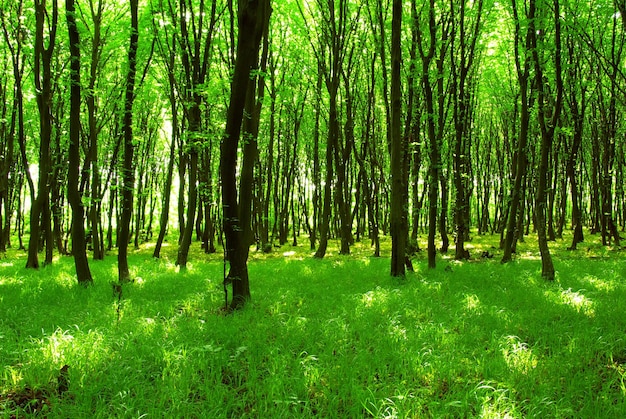 Photo forest trees nature green wood backgrounds