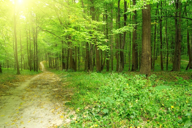 Forest trees nature green wood backgrounds