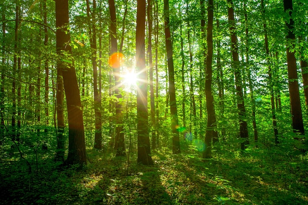 Forest trees. nature green wood sunlight backgrounds. sky