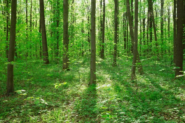 森の木々自然緑の木の日光の背景