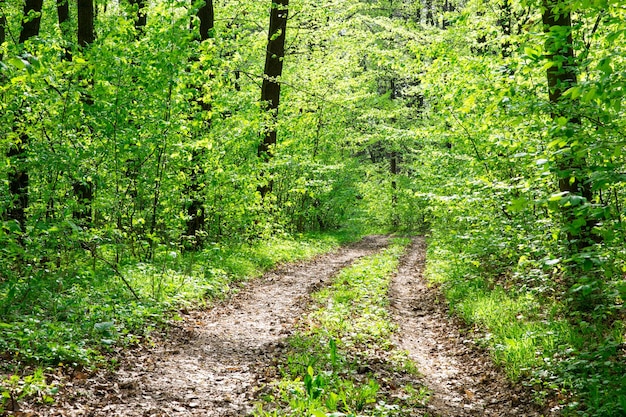 Forest trees nature green wood sunlight backgrounds