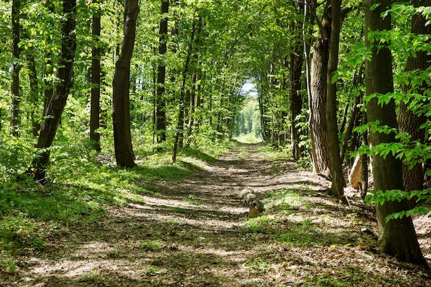 Лесные деревья. природа зеленое дерево солнечный свет фоны