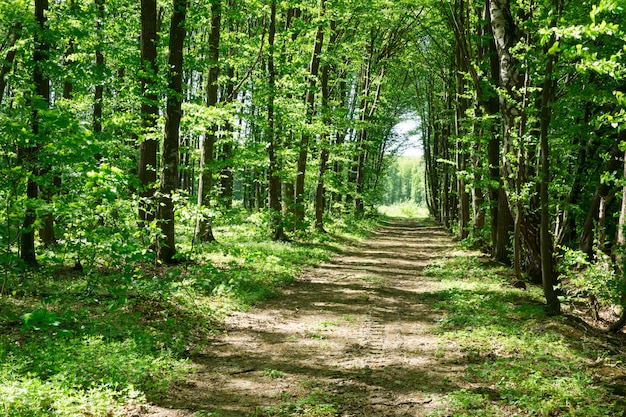 森の木。自然の緑の木の日光の背景