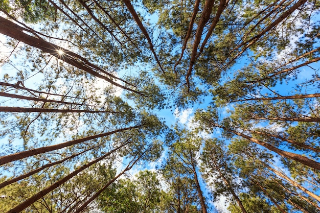 Ambiti di provenienza di legno di luce solare verde della natura degli alberi forestali