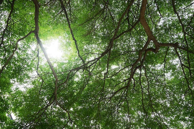 forest trees nature green wood sunlight backgrounds