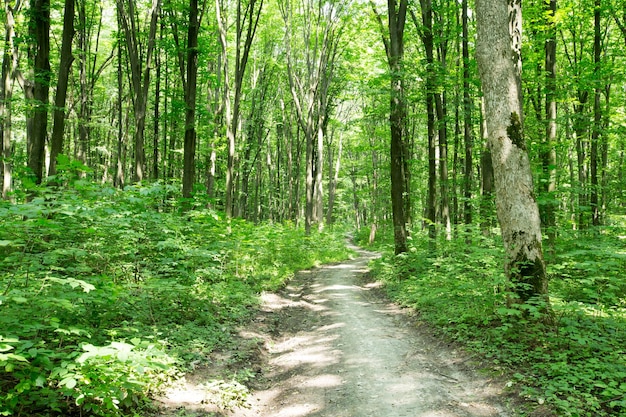 Forest trees nature green wood sunlight backgrounds