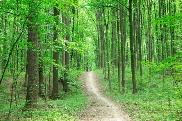 Photo forest trees nature green wood sunlight backgrounds