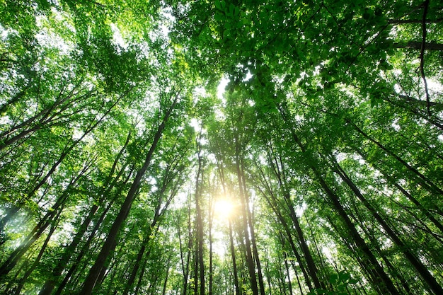 Forest trees nature green wood sunlight backgrounds